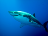 White Shark / Guadalupe