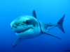 White Shark / Guadalupe