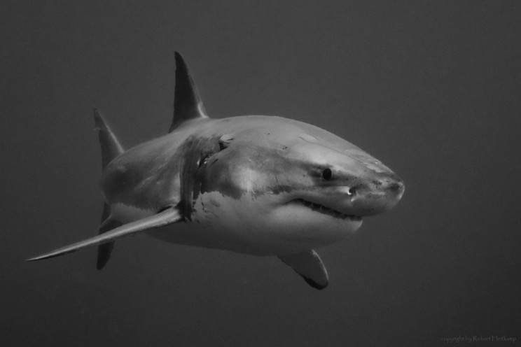 White Shark, Guadalupe - Mexico 2012